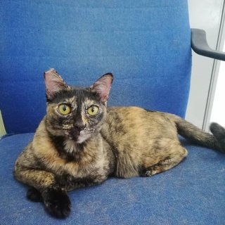 Shelly - Domestic Short Hair Cat
