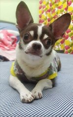 Dd - Chihuahua Dog