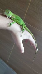 Baby Green Iguana  - Iguana + Lizard Reptile