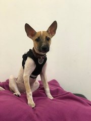 Jovee - Chihuahua Dog