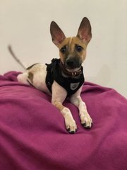 Jovee - Chihuahua Dog