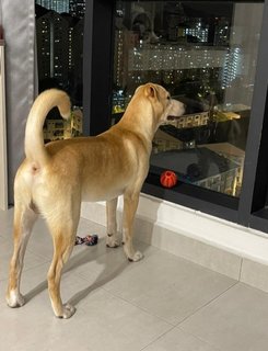 Lambo (Renamed Milo) - Labrador Retriever Mix Dog