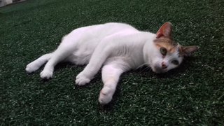 Small Mummy - Domestic Short Hair Cat