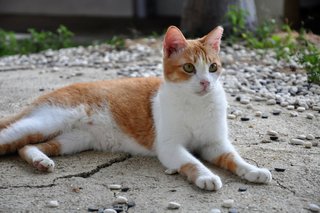 Jaffa - Domestic Short Hair Cat
