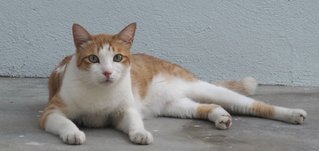 Yuna - Domestic Short Hair Cat