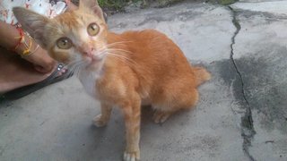 Orange - Domestic Short Hair Cat