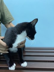 Felicia - Domestic Short Hair Cat