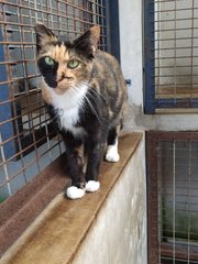Inahu - Domestic Short Hair Cat