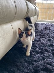 Alisa - Domestic Short Hair Cat