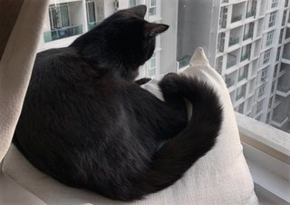 Velvet  - Domestic Medium Hair + Persian Cat