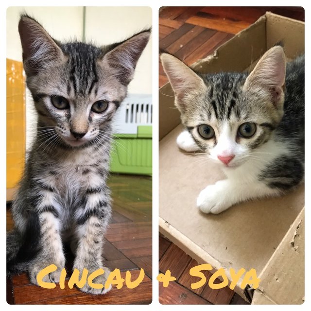 Soya & Cincau - Domestic Short Hair Cat
