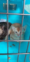 Ginger And Siblings - Domestic Short Hair Cat