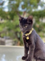 Ray &amp; Lux - Domestic Short Hair Cat