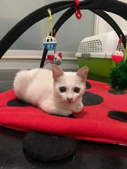 Emma - Domestic Short Hair Cat