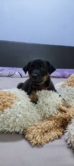 Dora - Mixed Breed Dog