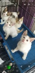 7 Weeks Kittens  - American Shorthair Cat