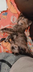 Pokpok - Domestic Short Hair Cat