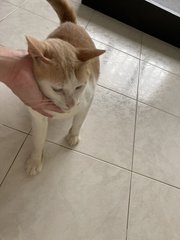 Big Ginger - Domestic Short Hair Cat