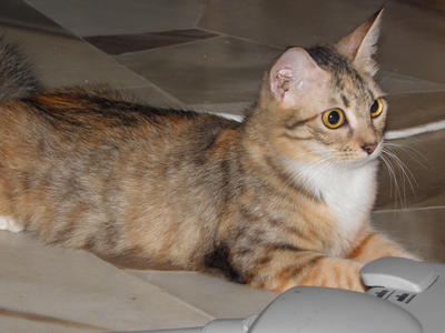Dukee - Domestic Medium Hair Cat