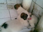 Stray Cute Puppies - Mixed Breed Dog