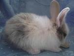 Tricolor - Angora Rabbit + Harlequin Rabbit