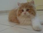 Sunny Reveira - Domestic Long Hair Cat