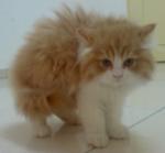 Sunny Reveira - Domestic Long Hair Cat