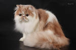 Angel - Persian Cat