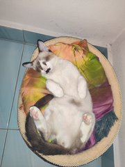 Cwtch - Siamese + Domestic Short Hair Cat