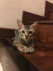 Cincau - Domestic Short Hair Cat