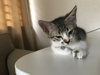Tempeh - Domestic Short Hair Cat