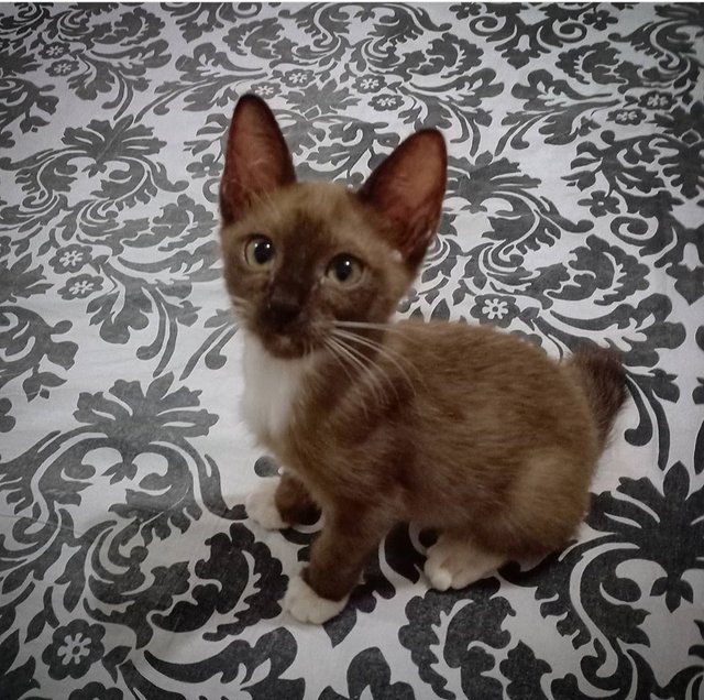 Xander - Siamese + Domestic Short Hair Cat