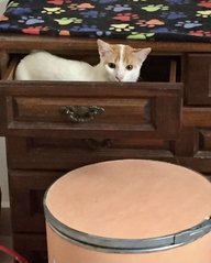 Boba &amp; Mika - Domestic Short Hair Cat