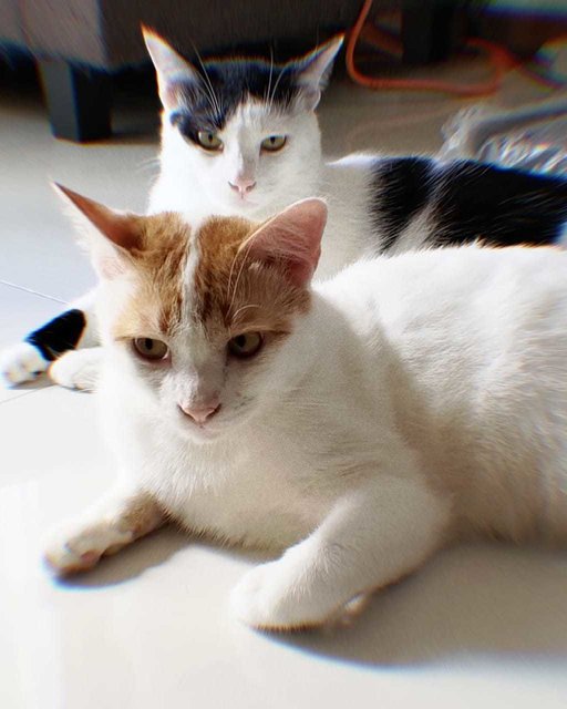 Boba & Mika - Domestic Short Hair Cat