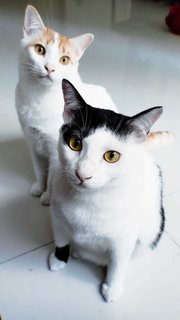 Boba &amp; Mika - Domestic Short Hair Cat