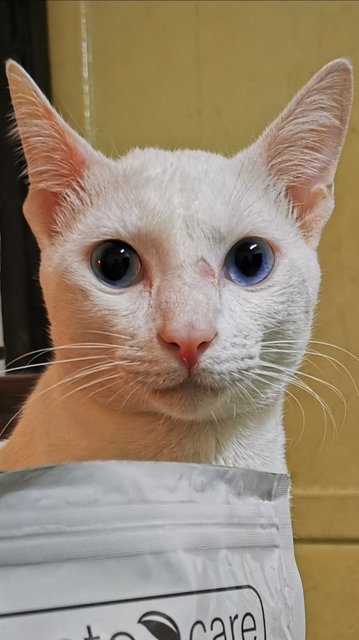 Meow Chan  - Domestic Short Hair Cat