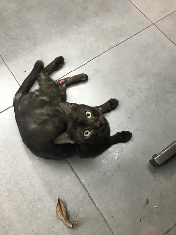 Merlin, The Sporo Cat - Domestic Short Hair Cat