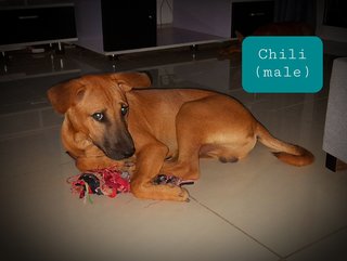 Chili - Mixed Breed Dog