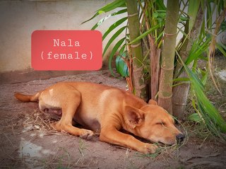 Nala - Mixed Breed Dog