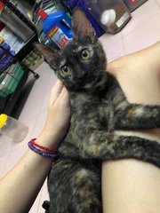 Callie - Domestic Short Hair + Tortoiseshell Cat