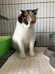 Abby - Domestic Short Hair Cat