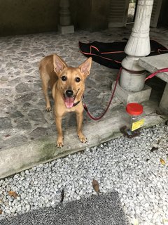 Gegurl For Adoption  - Mixed Breed Dog