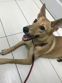Gegurl For Adoption  - Mixed Breed Dog