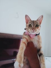 Bella - Domestic Medium Hair Cat
