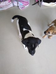 Ranger ( Male Mongrel Pup) - Mixed Breed Dog