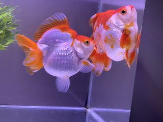 Giant Ryukin Goldfish - Goldfish + Rainbowfish Fish
