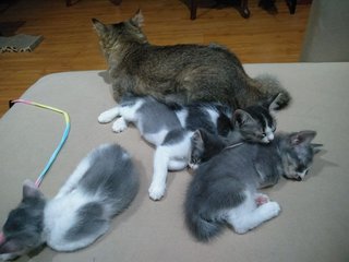 The Gray Brothers - Domestic Medium Hair Cat