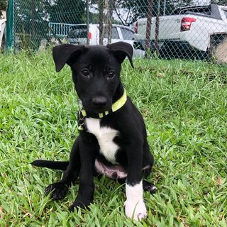 Panda - Mixed Breed Dog