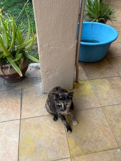 Jill - Domestic Short Hair Cat