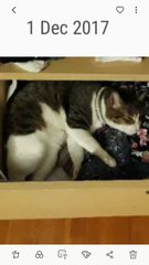 Kuching Puss - Tabby Cat